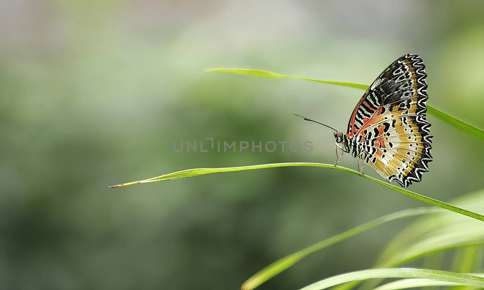 Stunning beautiful painted lady butterfly, naturally balanced on a leaf in a great composition.