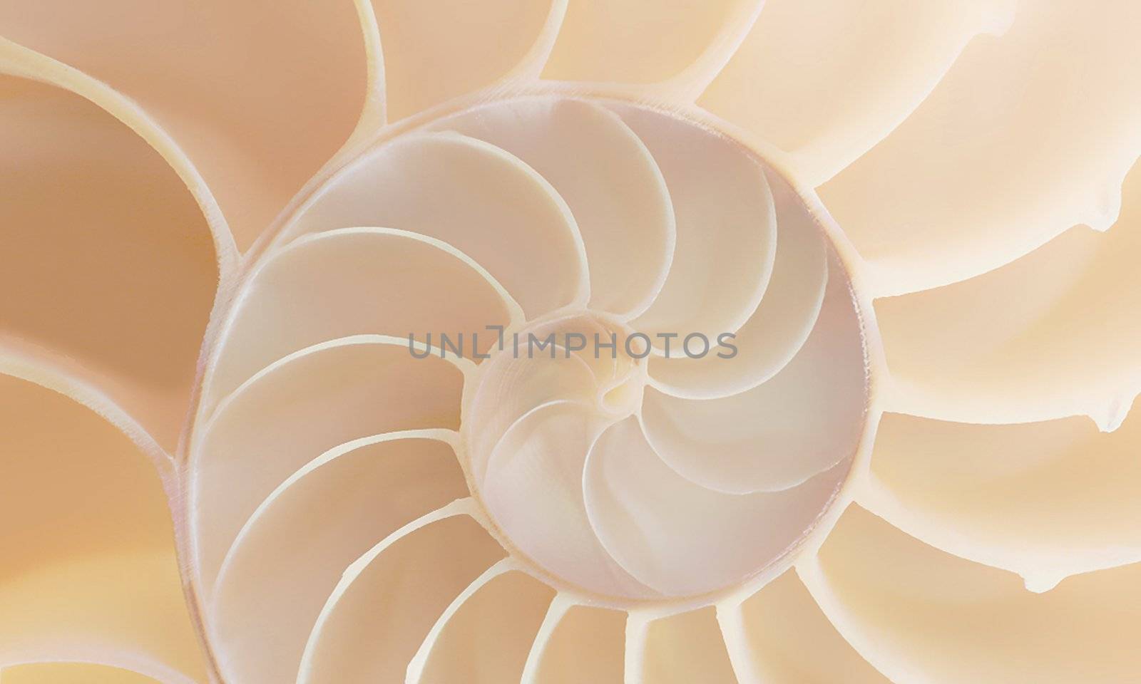 Spiral Nautilus Seashell by Markjay