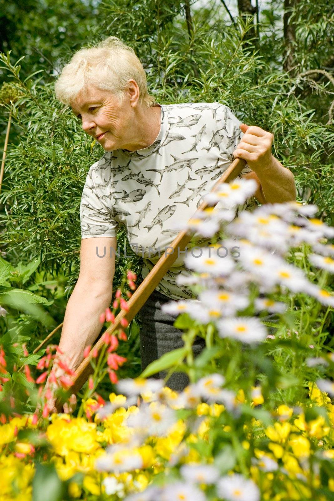 The elderly woman works in a garden among flowers in a summer sunny day
