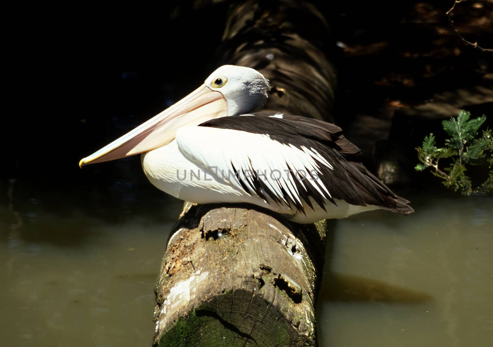 Australian Pelican sitting on a log by a river