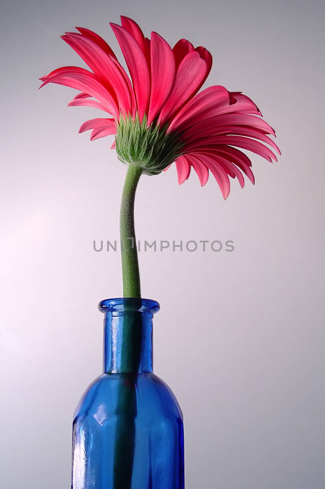 Photo of a Pink Gerbera Daisy in a beautiful still life imaage