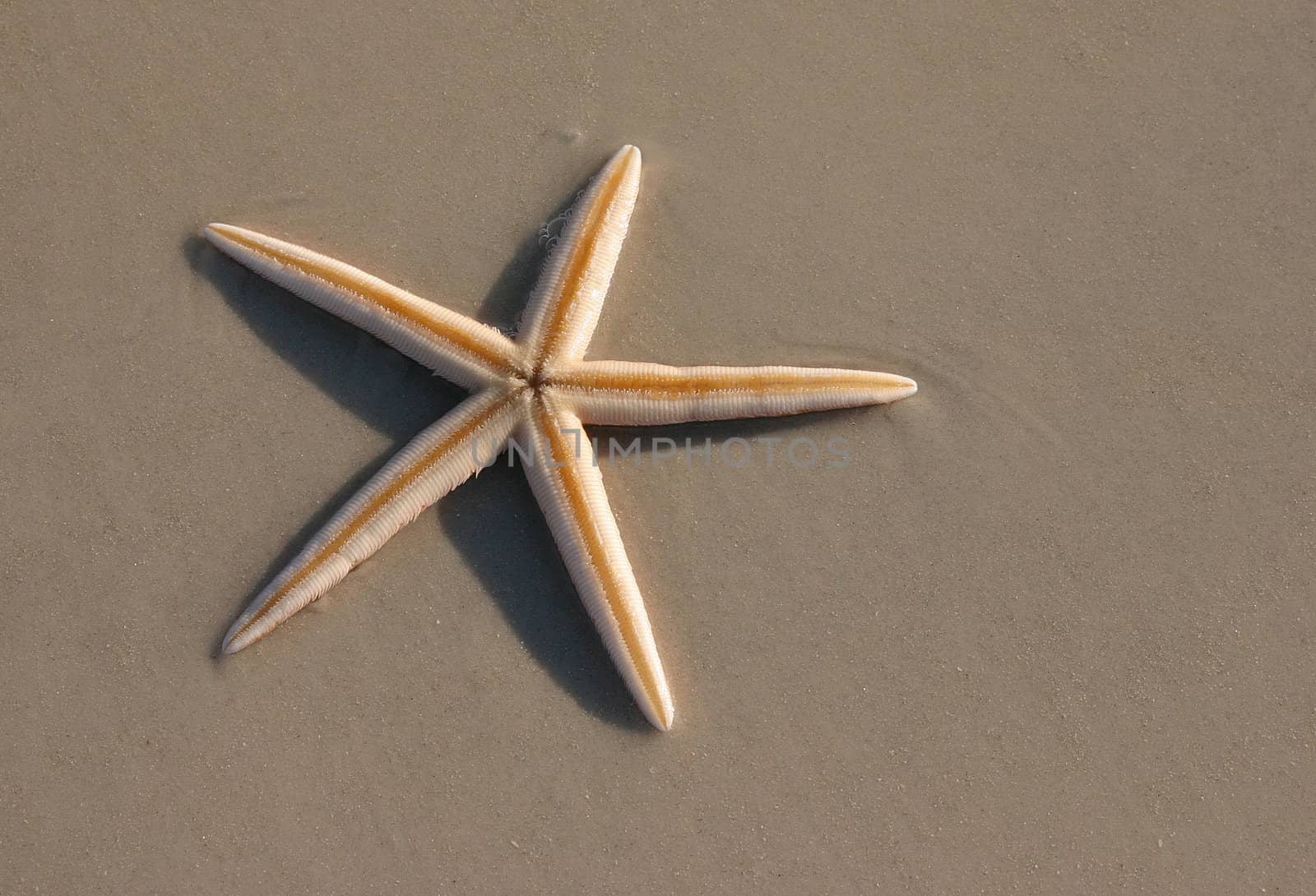 A beautiful starfish found upside down on the sand showing it's underside in great detail