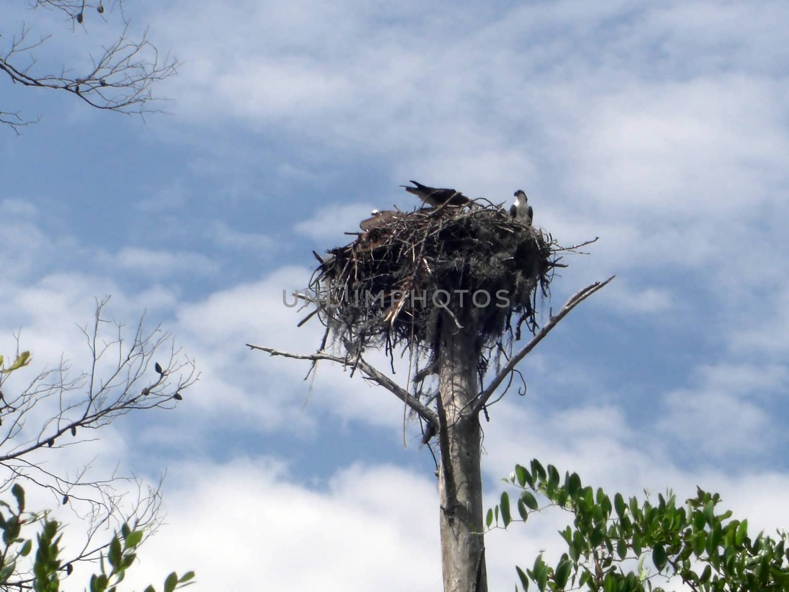 An eagles nest with eagles in it, is firmly sitting on top of a high standing tree
