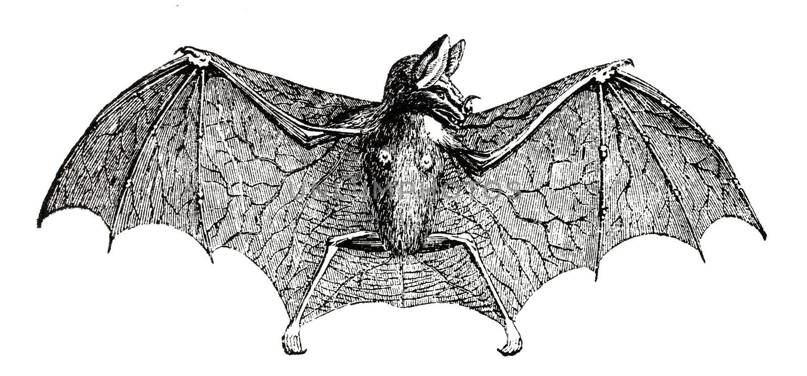 Bat, Bats, Vampire Bat by Picturepast