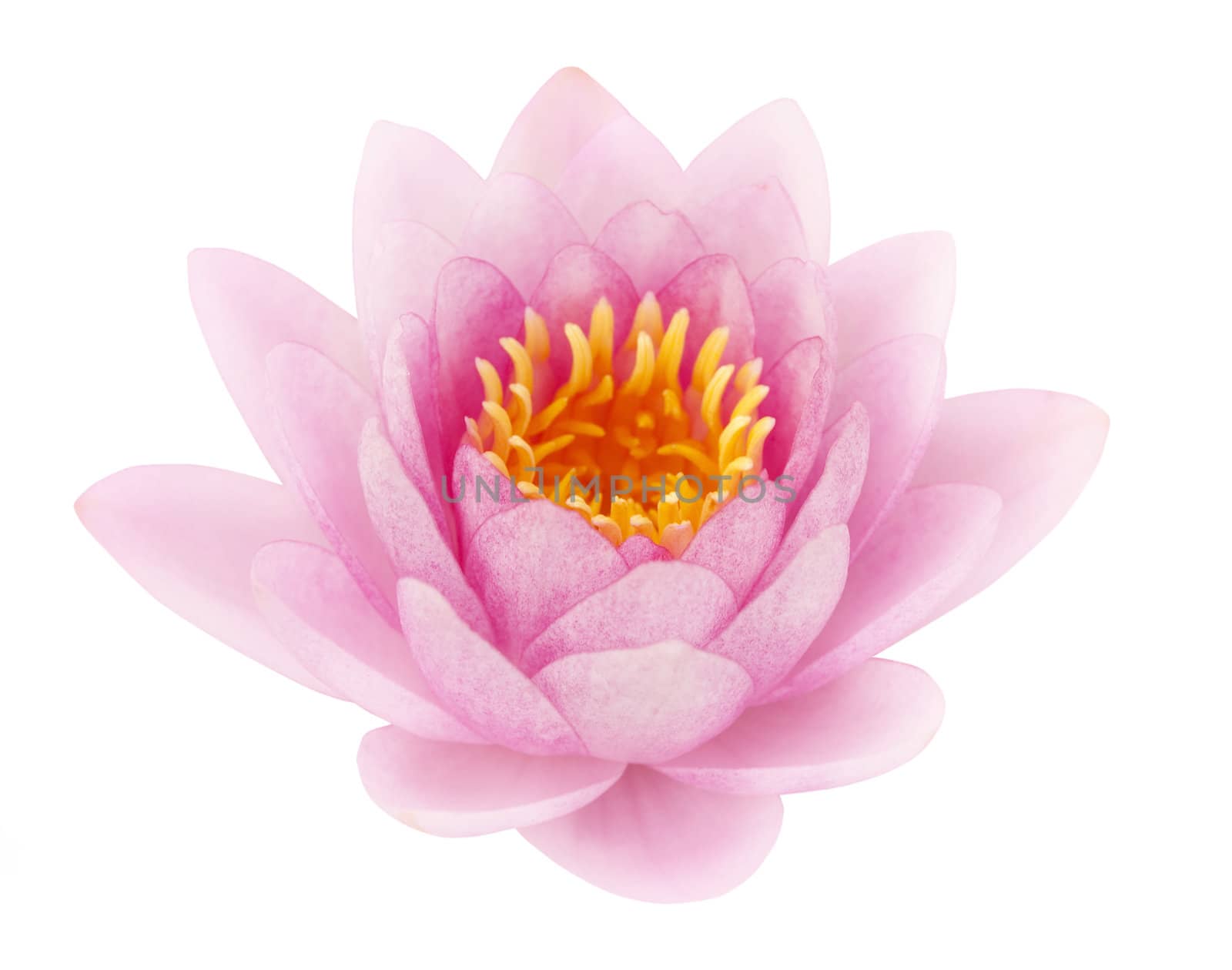 Pink lotus on white background