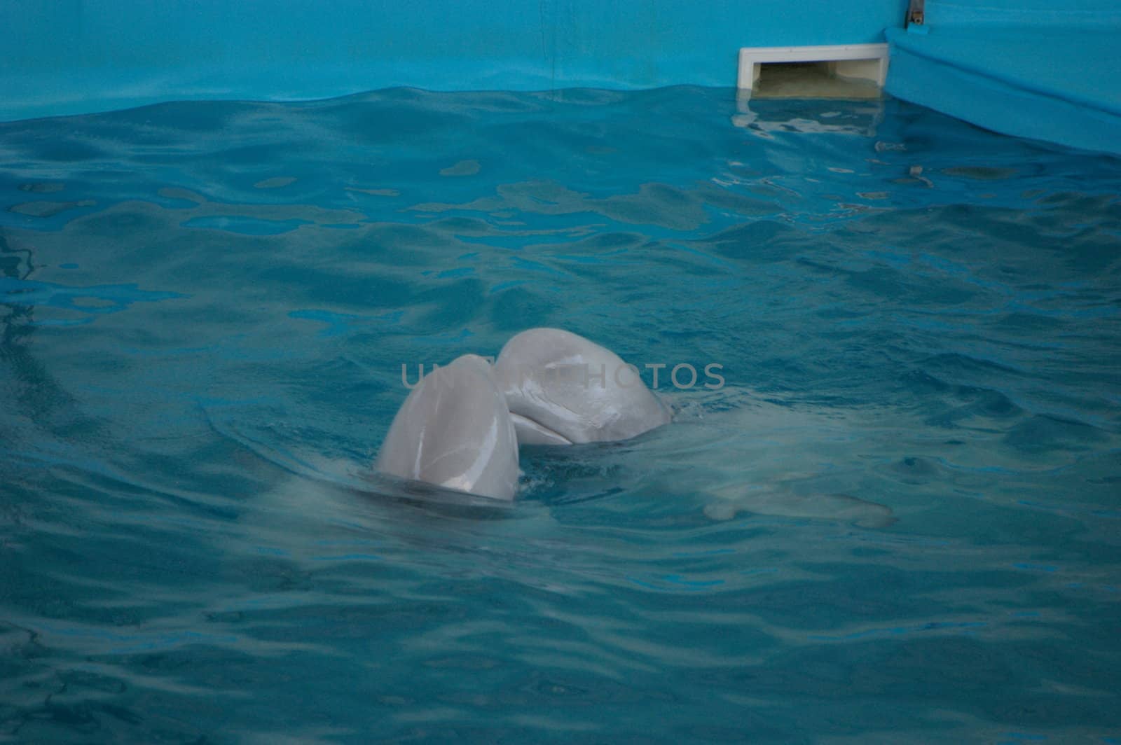 photo two white dolphins playing with each other