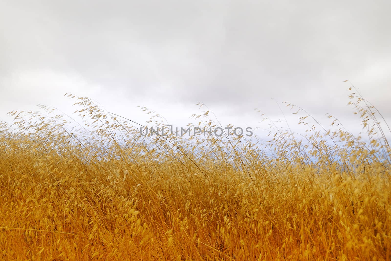 Dry grass with cloudy stormy sky in the background.