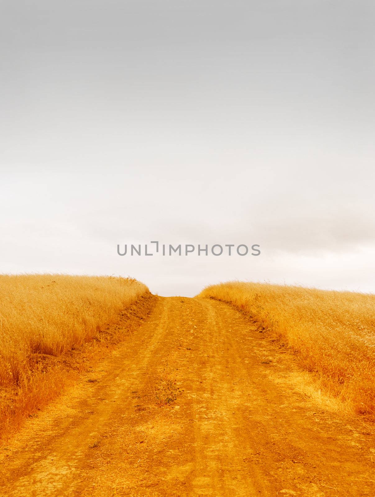 Empty rural road with dry grass on the sides dissappearing into the stormy sky.