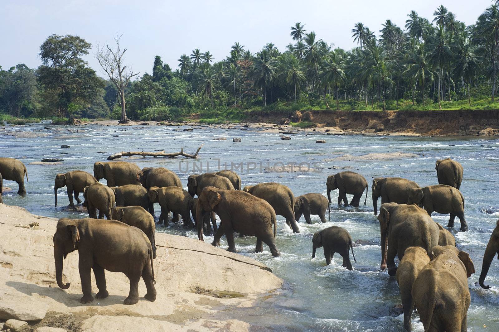 Elephants from the Pinnewala Elephant Orphanage enjoy their daily bath at the local river.