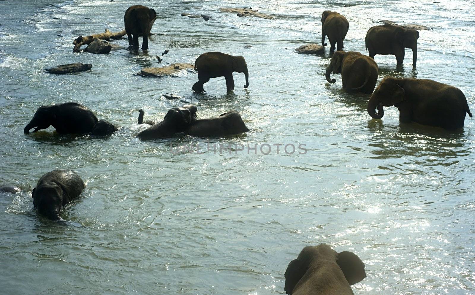 Elephants from the Pinnewala Elephant Orphanage enjoy their daily bath at the local river.