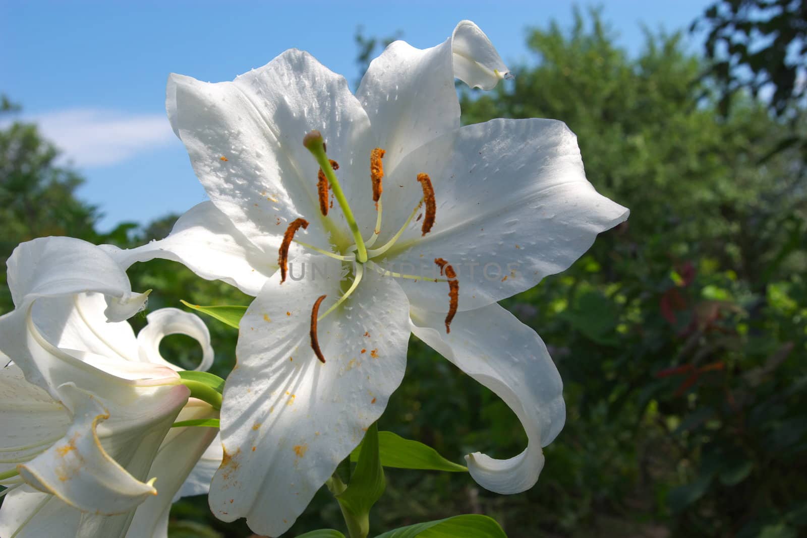 photo of the beautiful white lily in summer garden