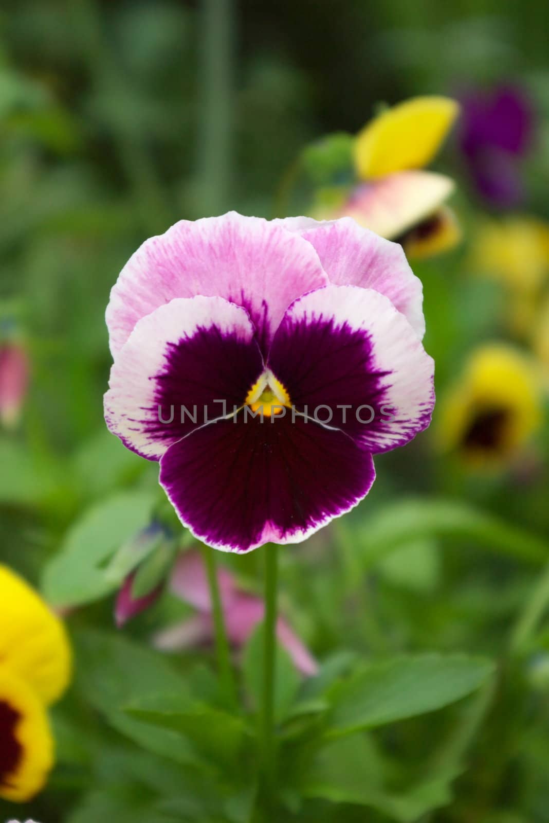 macro photo of the viol flower in summer garden