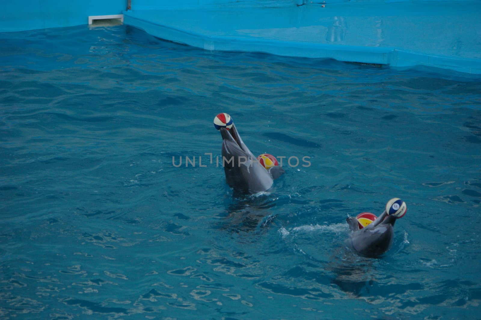 photo of the two dolphins playing with balls