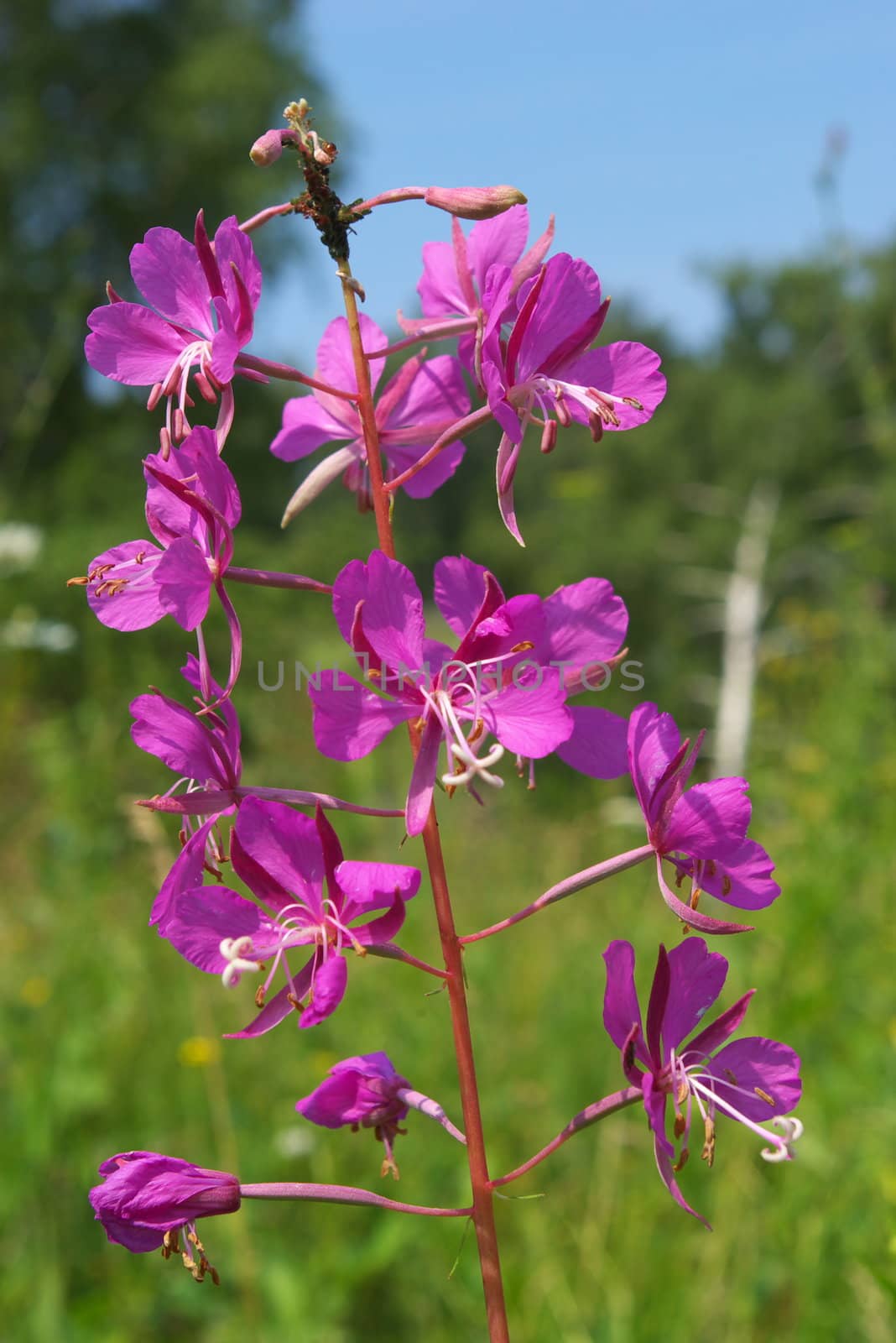 macro photo of the Epilobium flower in summer garden