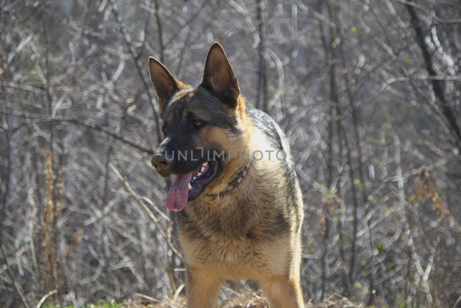 photo of the beautiful sheep dog with stick