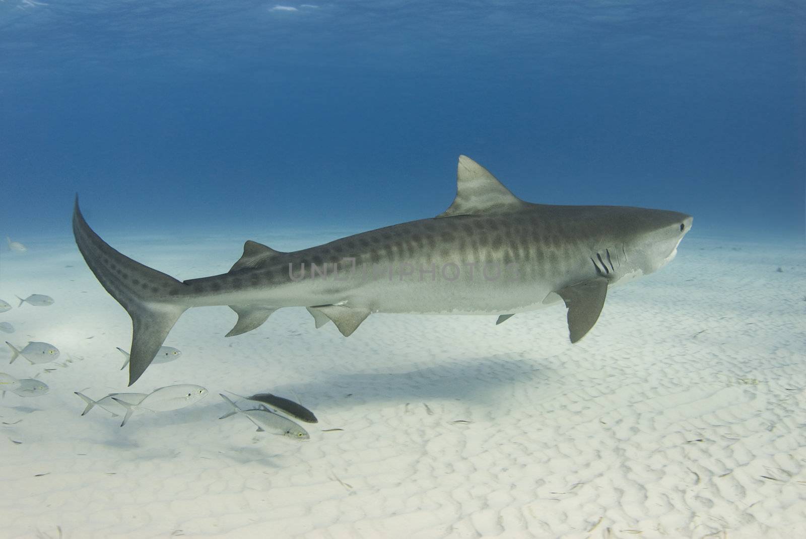 A Tiger Shark (Galeocerdo cuvier) swims along the shallow water as a school of fish follows