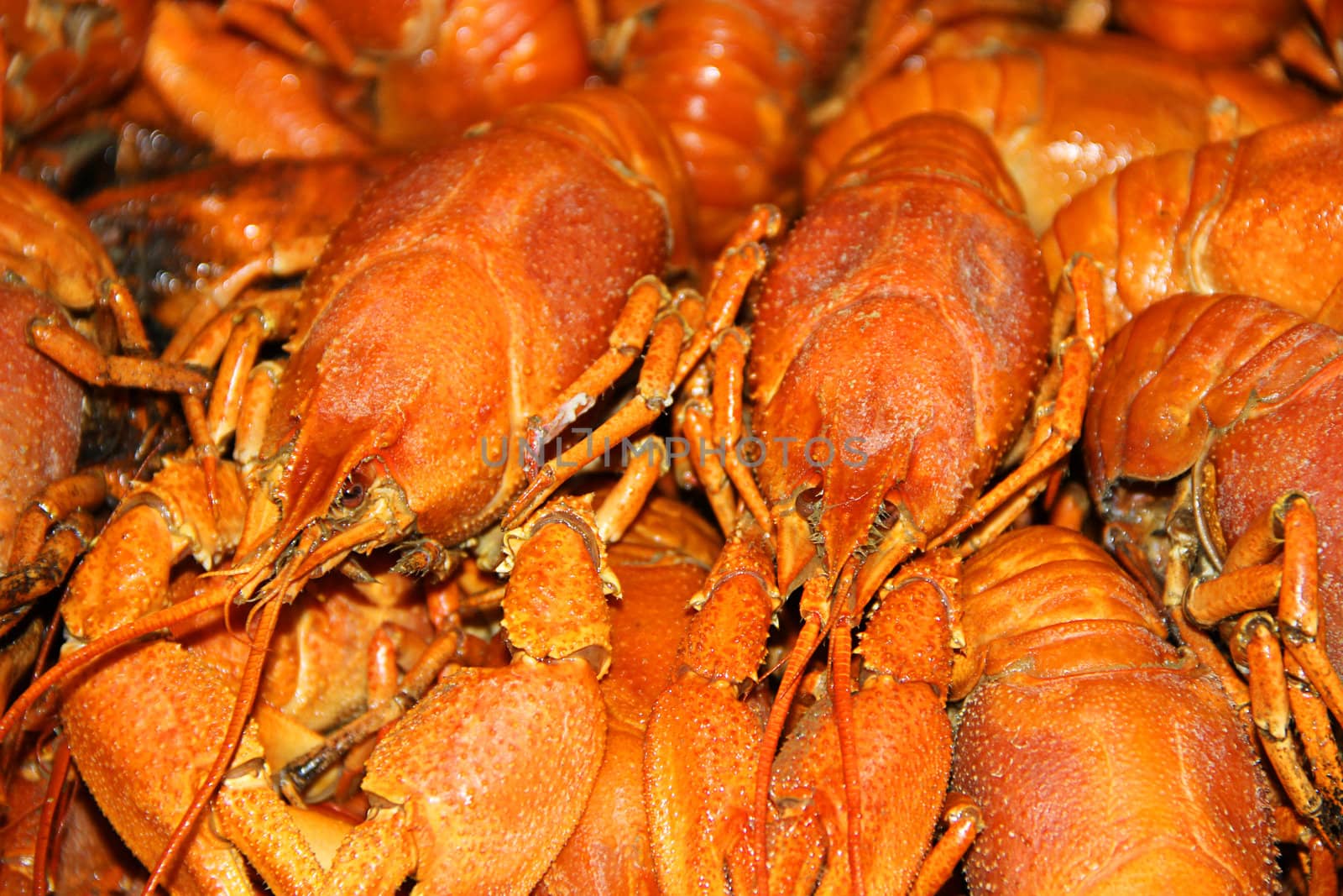 Many crawfishes by Julialine