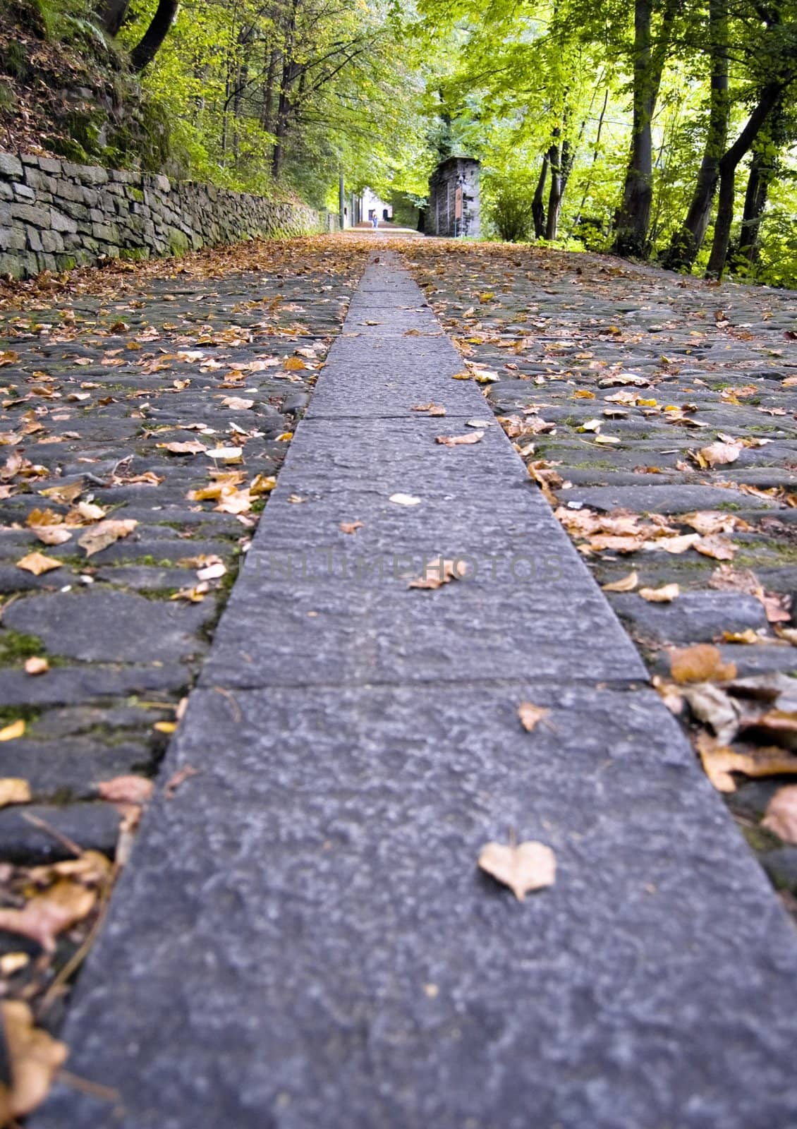 A path in the wood at the beginning of the fall season