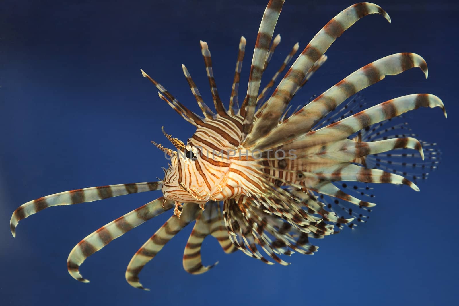 Beautiful tropical small fish in a sea aquarium