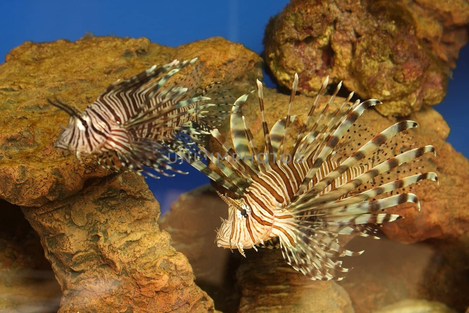 Beautiful tropical small fish in a sea aquarium