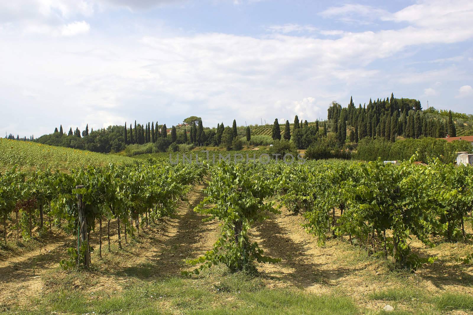 tuscany vineyard