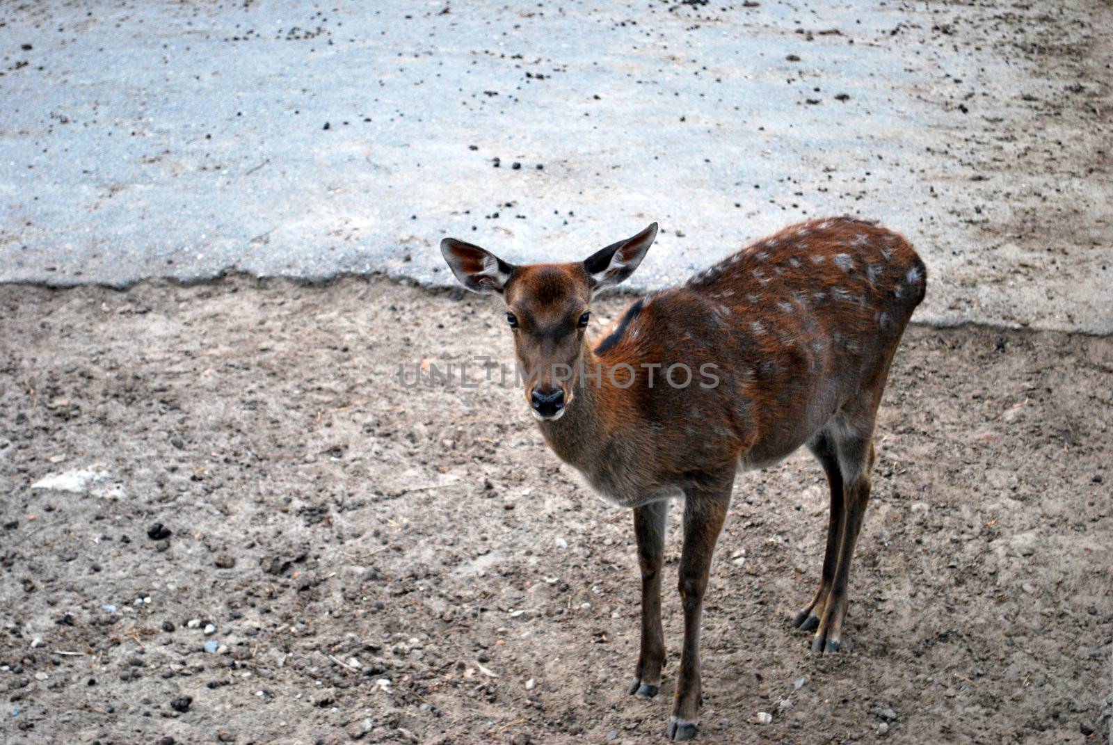 Deer Female Losted In Human's Urban World