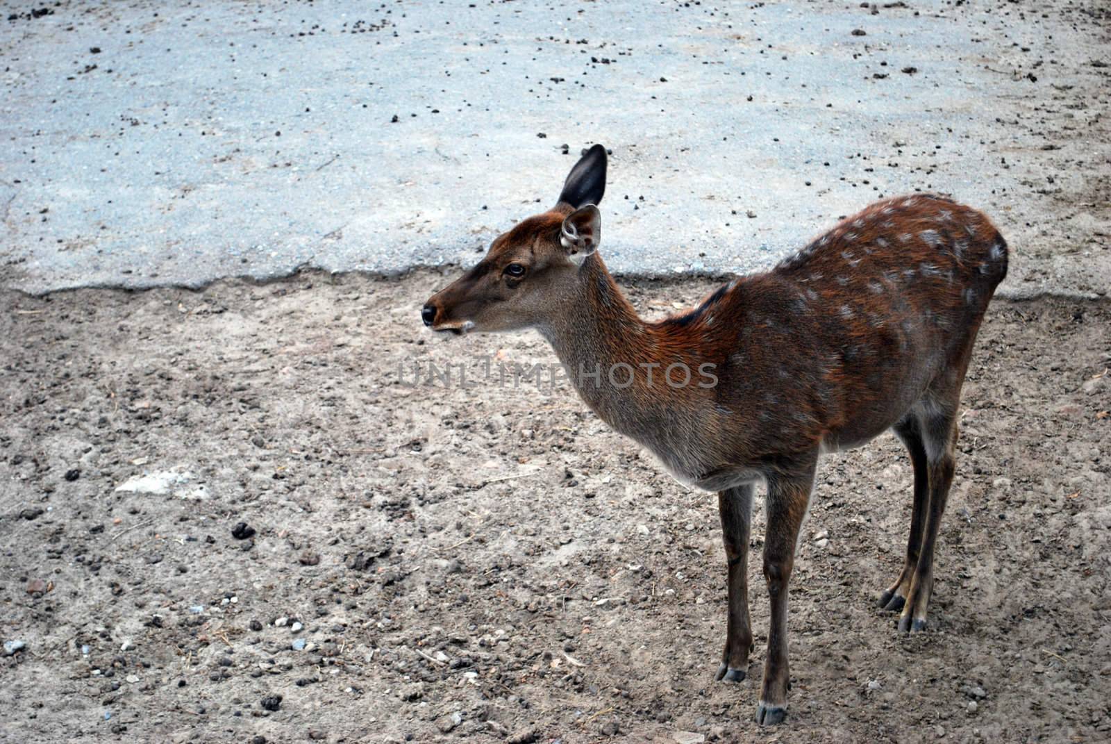 Deer Female Losted In Human's Urban World