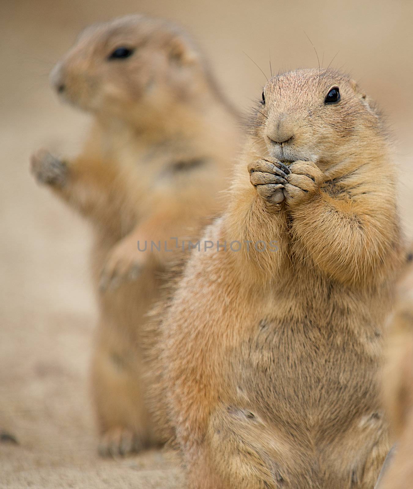 Two Prairie Dogs - (Cynomys) by dmvphotos