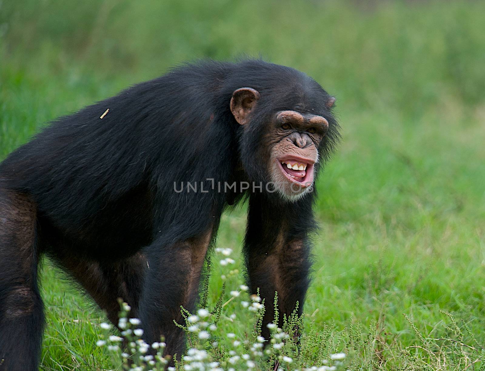Funny chimpanzee in the grass with a very strange expression on his face