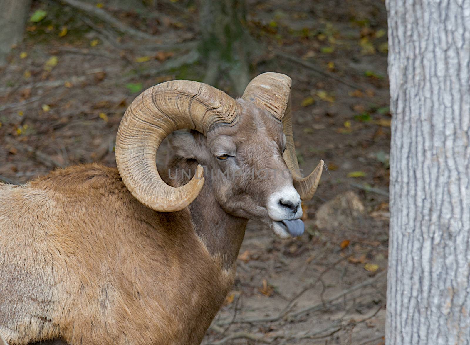 Big horn sheep standing by a tree with his tongue sticking out.