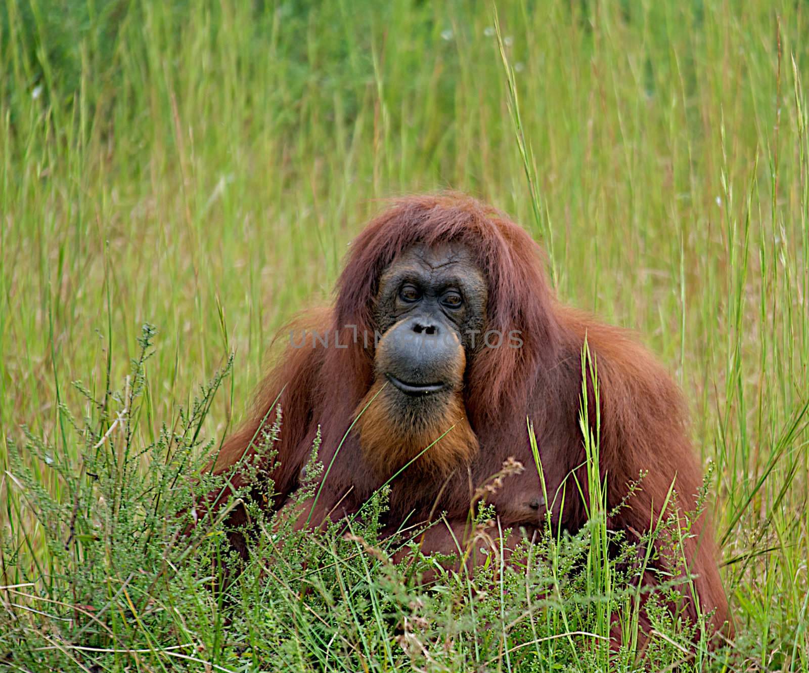 Orangutan sitting in the tall grass.