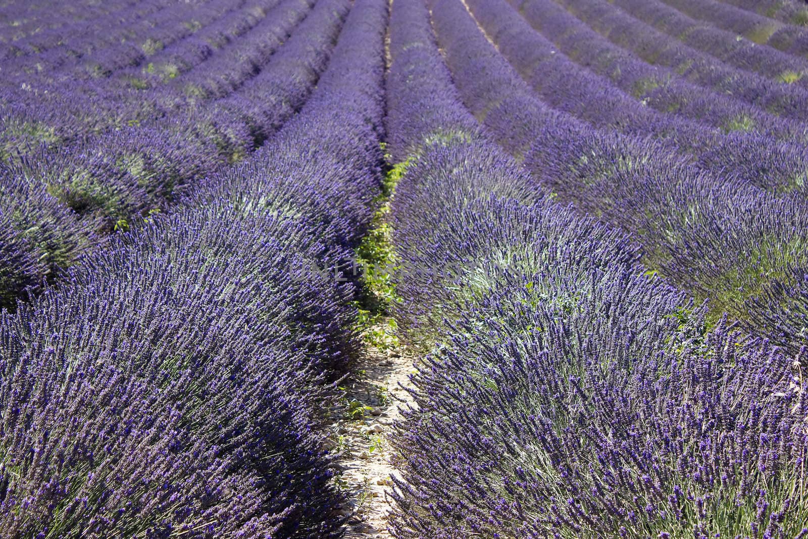 Lavender field in the region of Provence, southern France