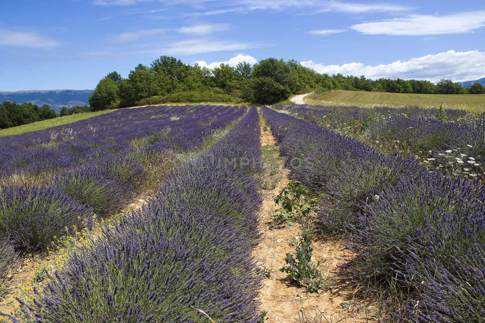Lavender field in the region of Provence, southern France 