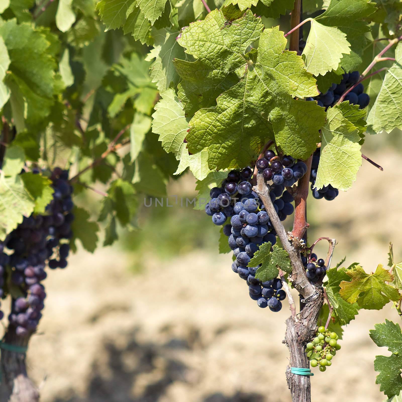 tuscan grapes by miradrozdowski