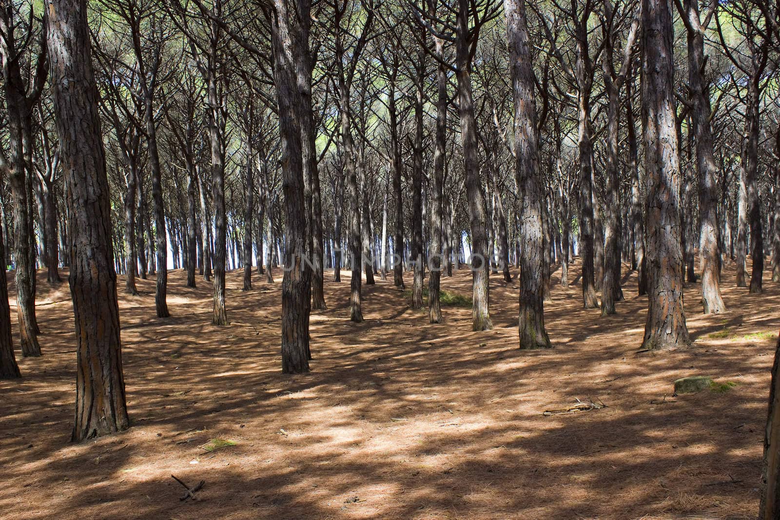 Stone Pine forest, Tuscany