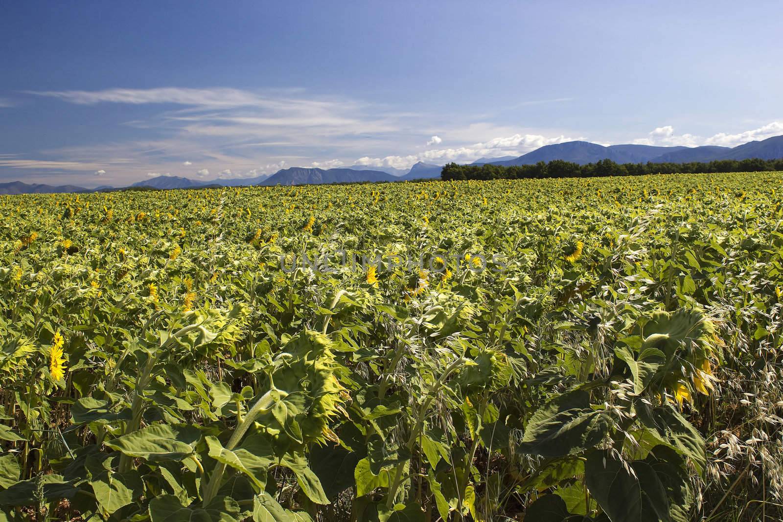sunflowers field in Provence