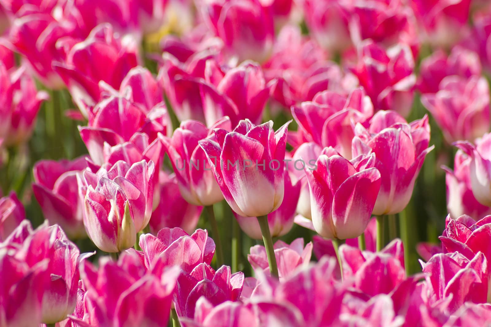 A spring field with pink tulips in the Netherlands 