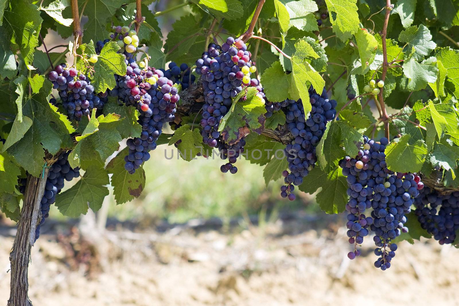 tuscan grapes
