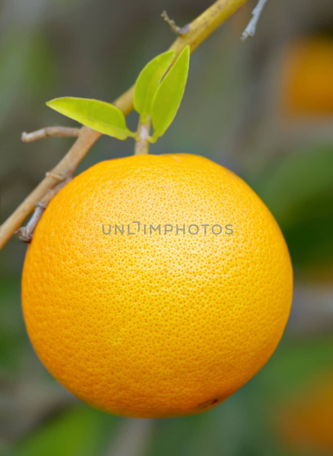 perfect orange on bush by clearviewstock
