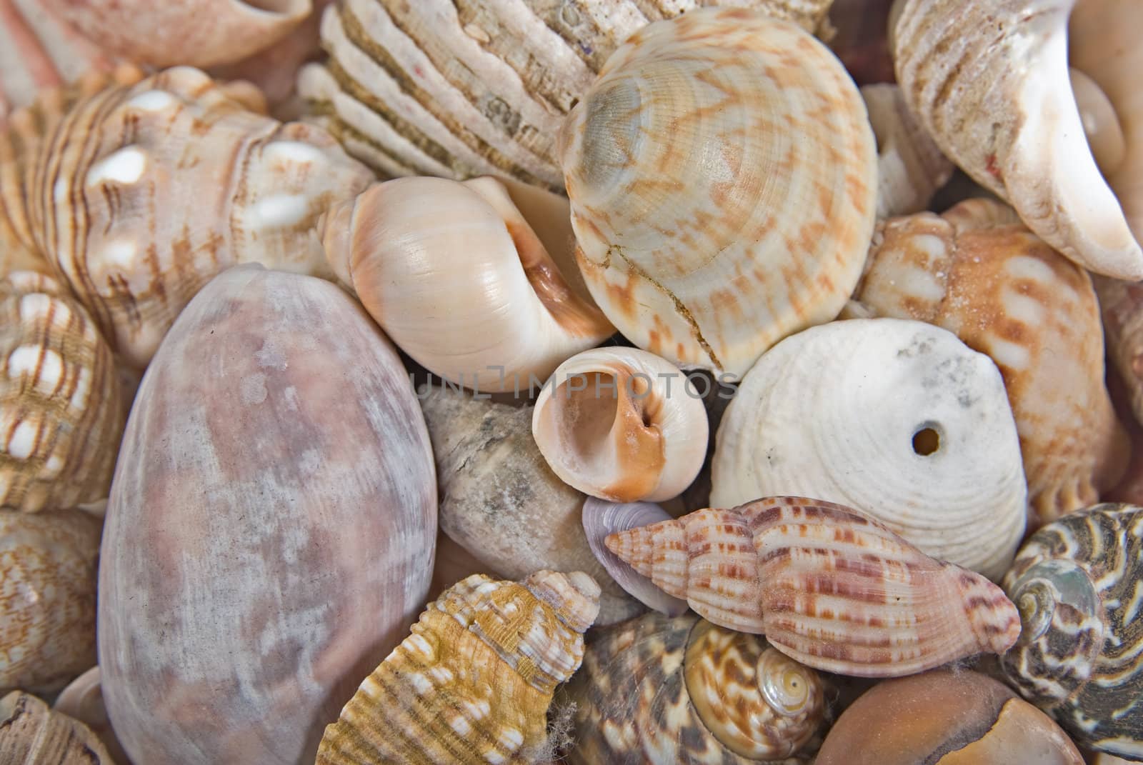 great image of a sea shell background