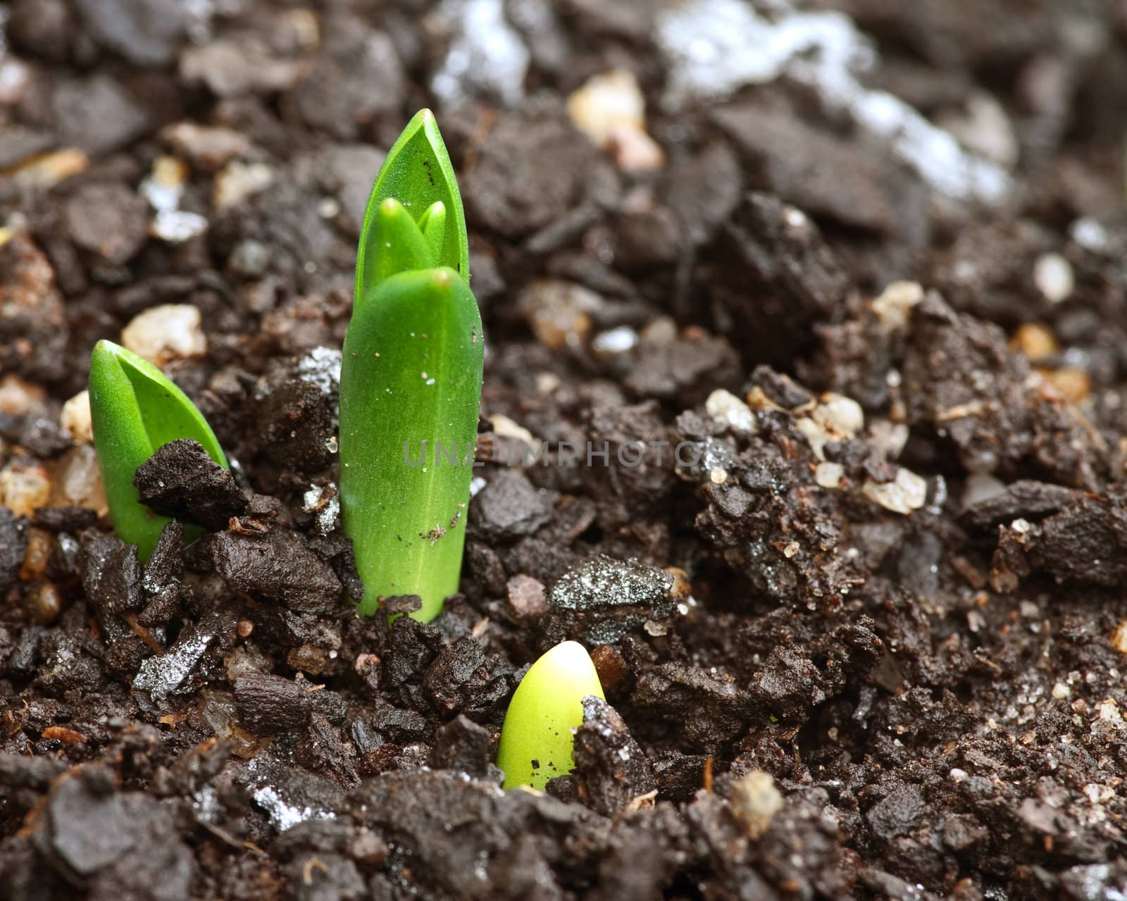 great image of a little sprout of a plant in the garden
