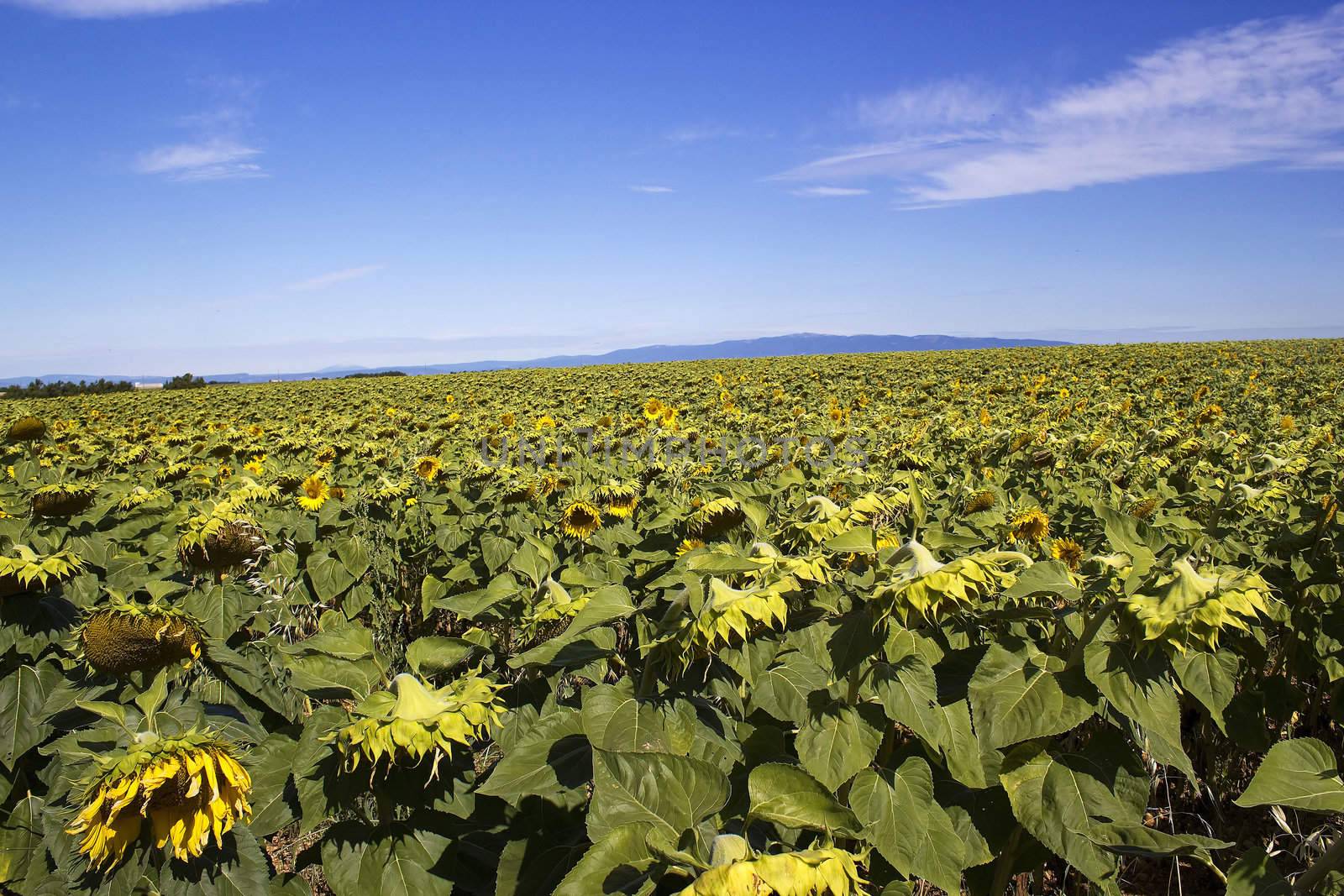 sunflowers field in Provence