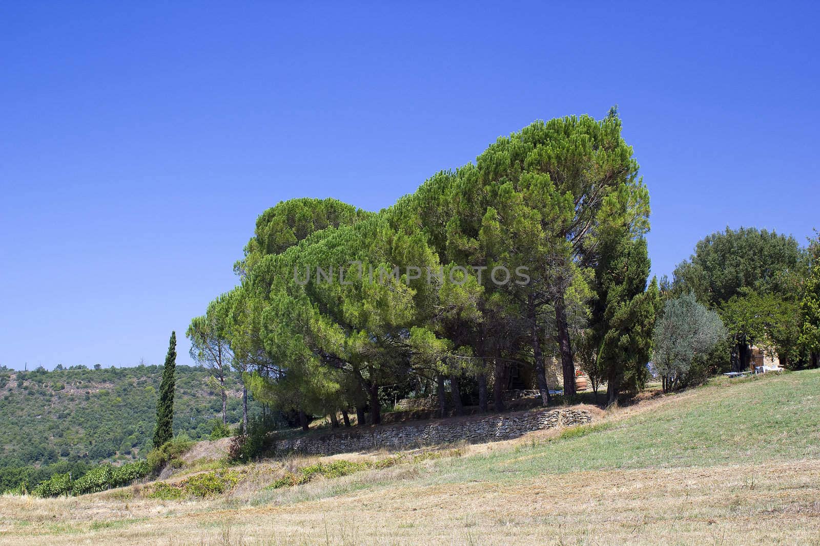 landscape with pine trees in Tuscany