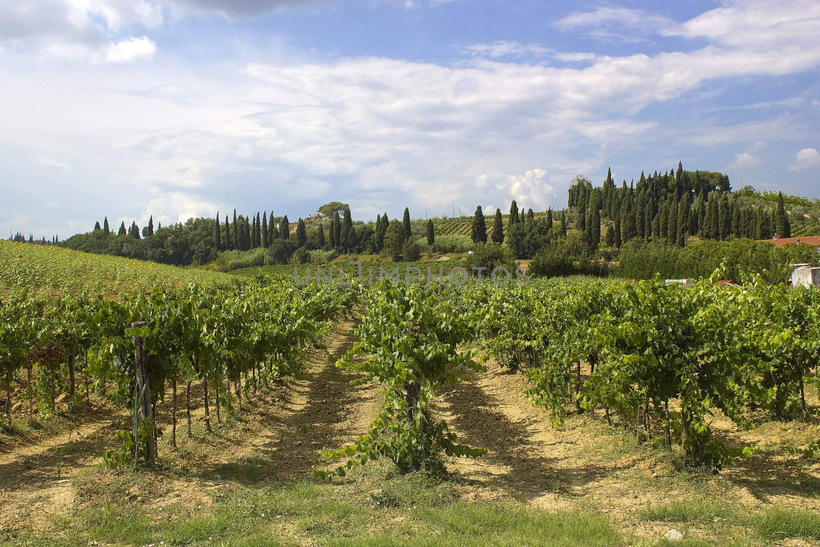 tuscany vineyard 