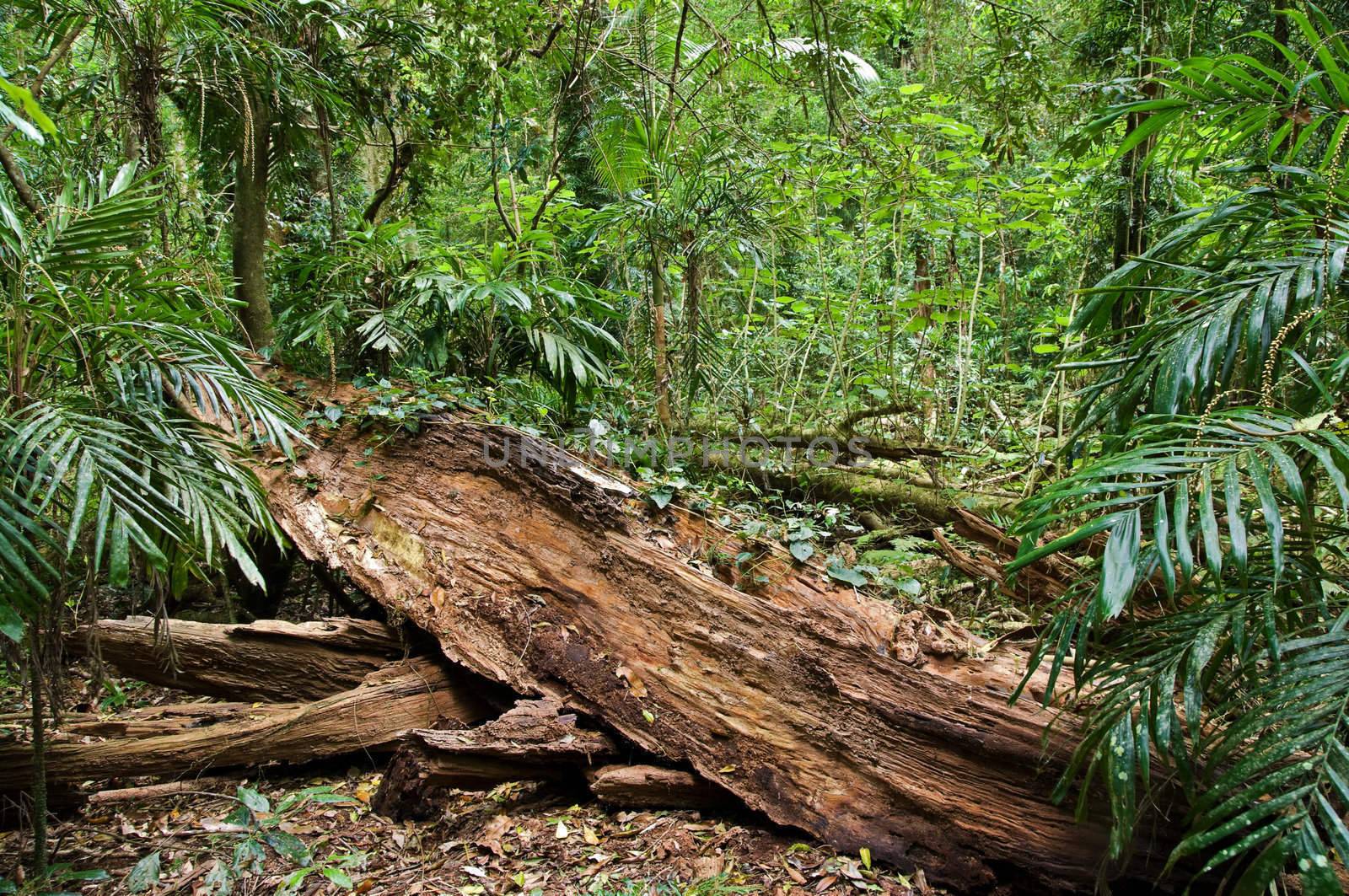 great image ofa fallen log in the rain forest