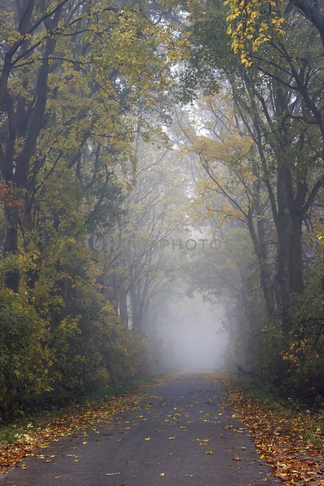 early autumn foggy morning in the park