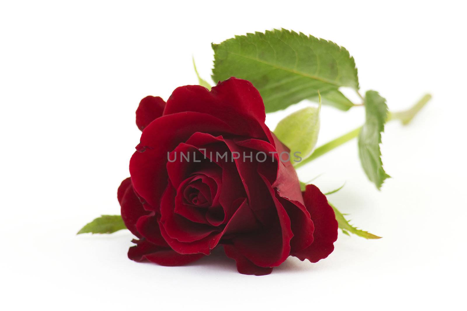 red rose