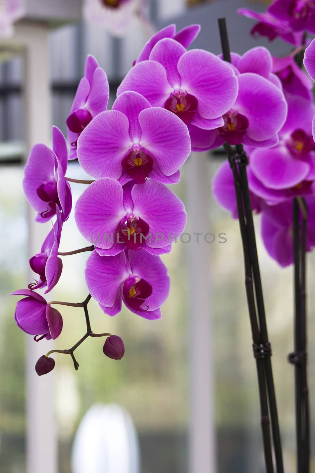 Beautiful purple orchid  - phalaenopsis by miradrozdowski