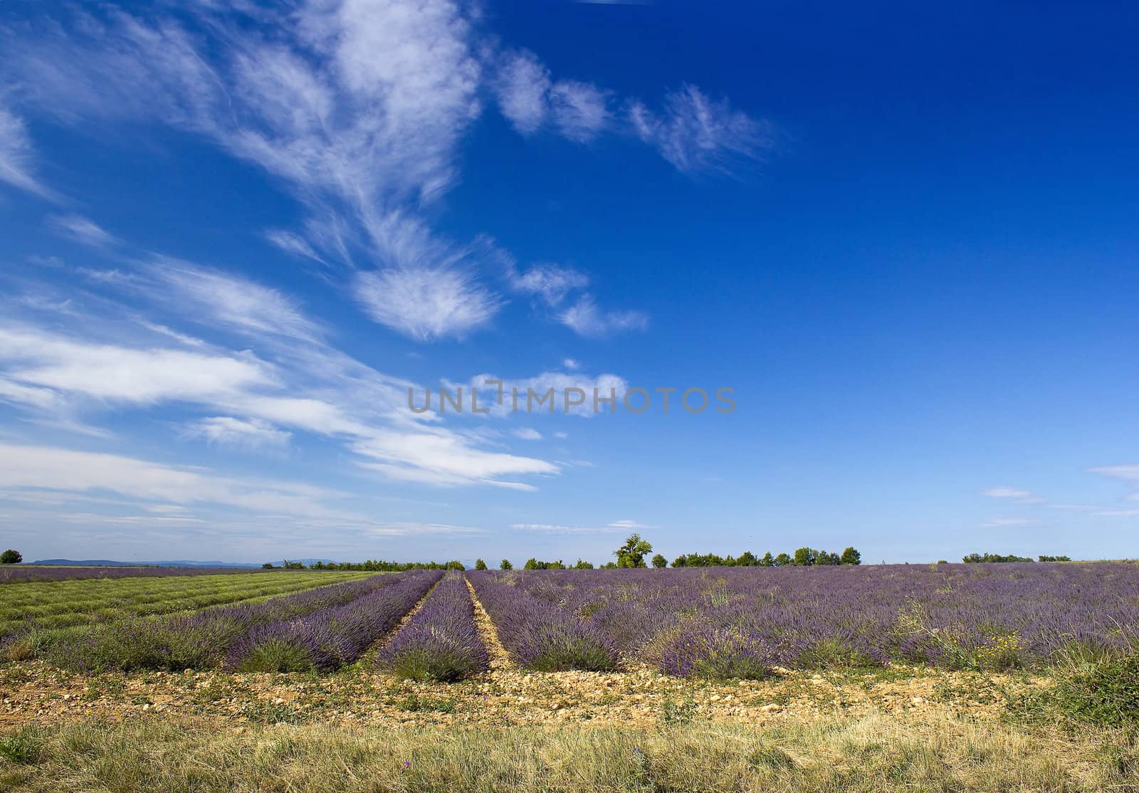 Lavender field in the region of Provence, southern France