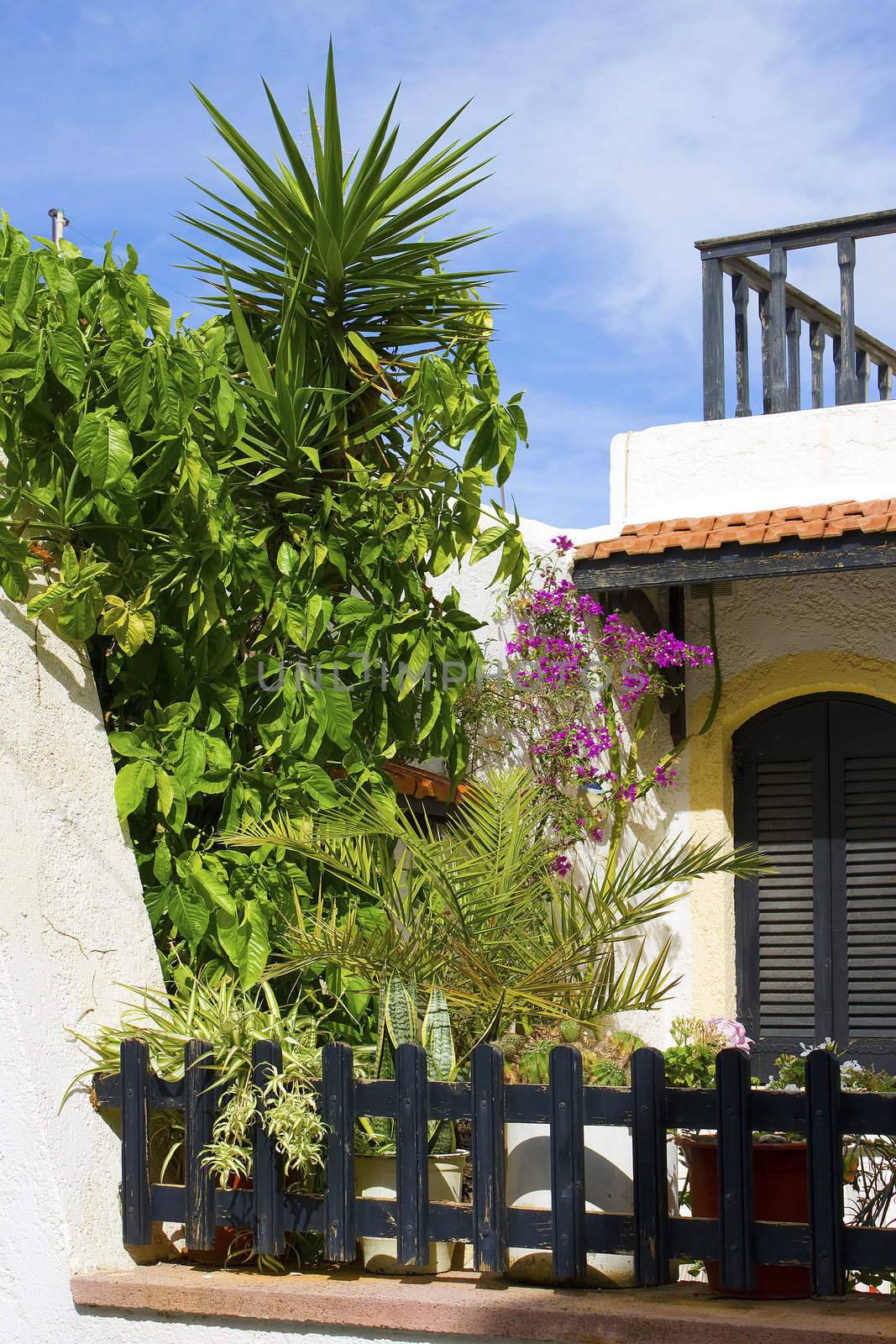 Flowers at a house in Malia (Crete, Greece)  by miradrozdowski